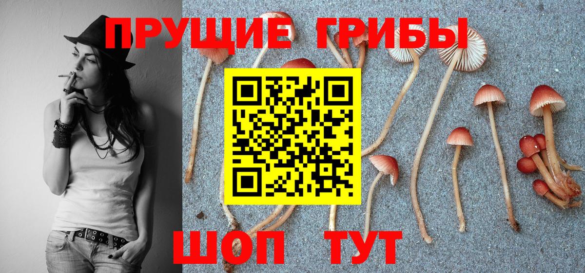 Псилоцибиновые грибы Psilocybe Ликино-Дулёво