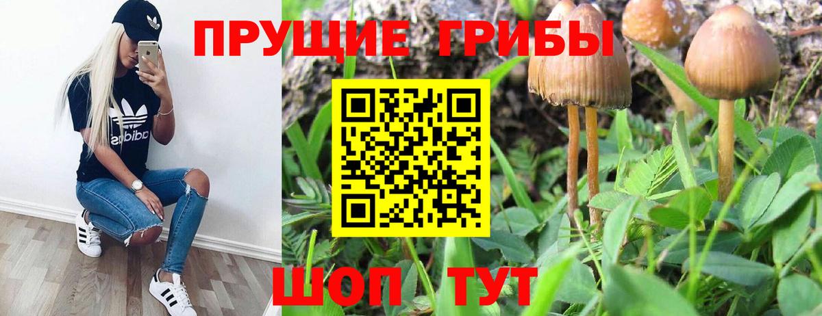 Ликино-Дулёво  Псилоцибиновые грибы Psilocybine cubensis  Вход с VPN 